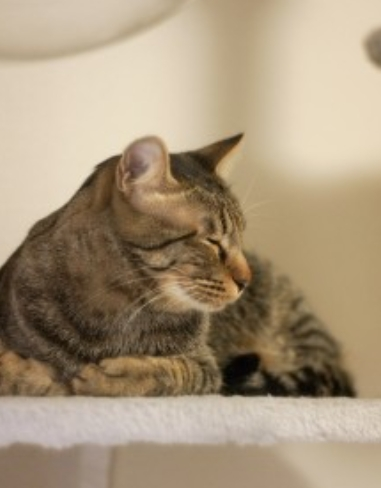 モカ (2) アナル専門女性用風俗 Butt-ique / 出張性感マッサージ