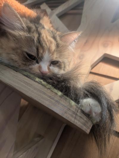 ホタル (28) 郡山 萬天堂 / 出張性感マッサージ