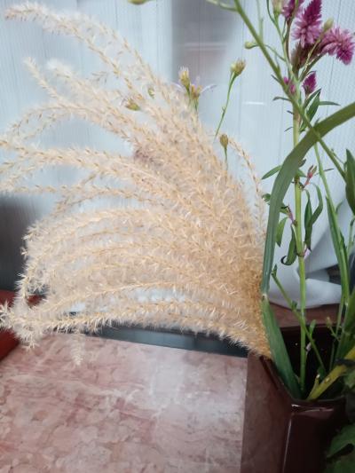 平政 (45) 広島 萬天堂 / 出張性感マッサージ