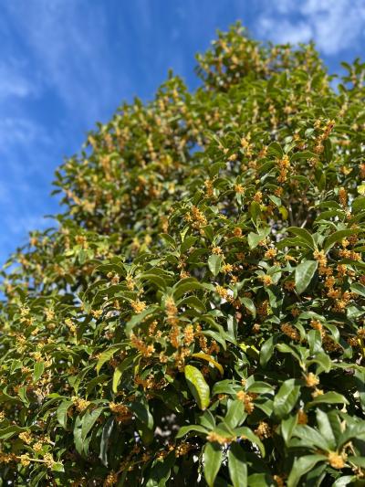 シルク (41) 東京 萬天堂 / 出張性感マッサージ