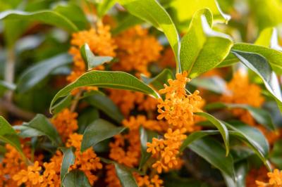 恭介 (48) 京都 萬天堂 / 出張性感マッサージ