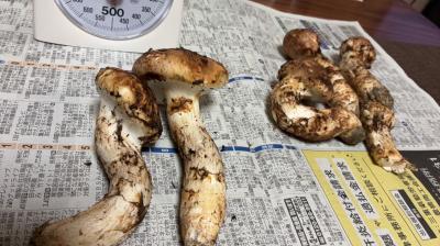 宗 (30) 四日市 萬天堂 / 出張性感マッサージ