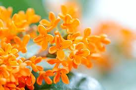 カズマル (52) 浜松 萬天堂 / 出張性感マッサージ