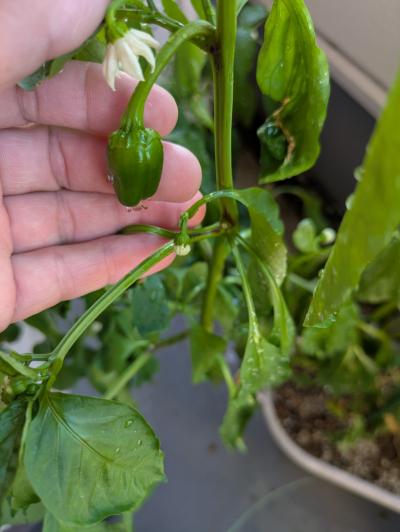 峰 (46) 岐阜 萬天堂 / 出張性感マッサージ