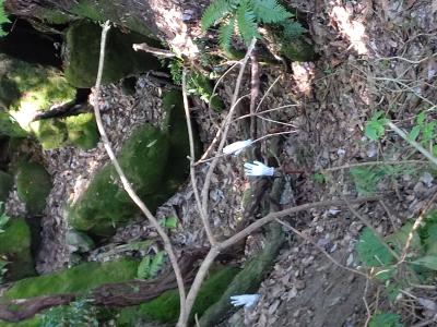 タカシ (46) 高松 萬天堂 / 出張性感マッサージ