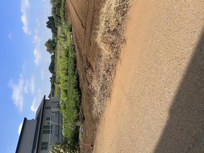 涼斗 (26) 千葉 萬天堂 / 出張性感マッサージ