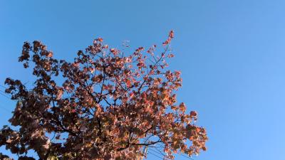 碧斗 (33) 富山 萬天堂 / 出張性感マッサージ