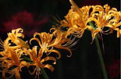 Vivi (33) 福岡 萬天堂 / 出張性感マッサージ