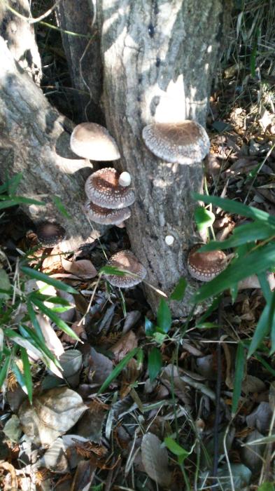 タカシ (46) 高松 萬天堂 / 出張性感マッサージ