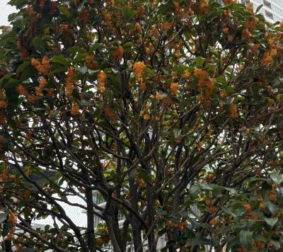 エイチ (44) 大宮 萬天堂 / 出張性感マッサージ