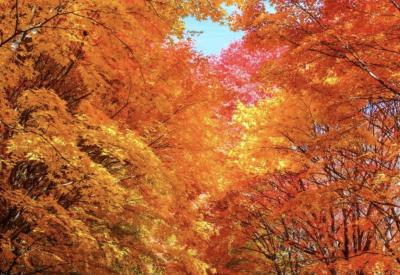 マー (51) 信州 萬天堂 / 出張性感マッサージ