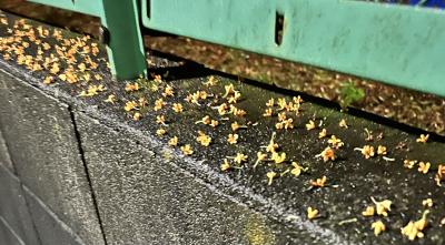 ヤミ (28) 東京 萬天堂 / 出張性感マッサージ