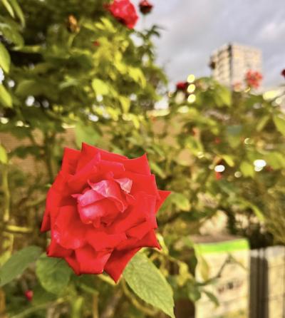 賢人 (32) 大宮 萬天堂 / 出張性感マッサージ