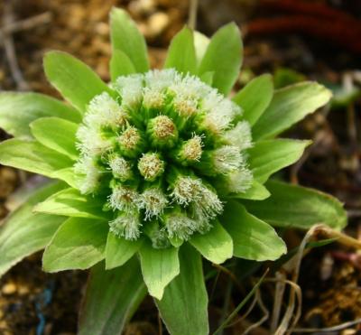 フクマル (43) 高松 萬天堂 / 出張性感マッサージ