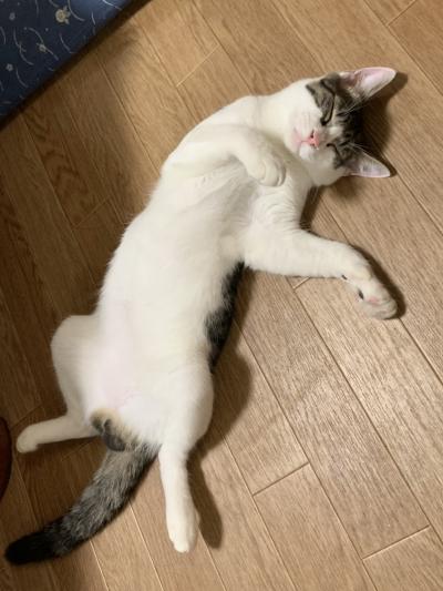 静 (60) 名古屋 萬天堂 / 出張性感マッサージ