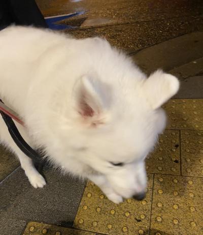 いっせい (37) 大阪 萬天堂 / 出張性感マッサージ