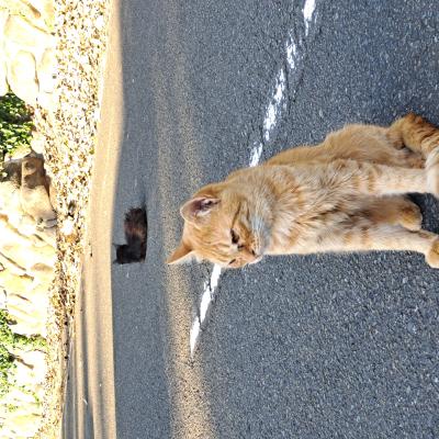 カズマル (52) 浜松 萬天堂 / 出張性感マッサージ