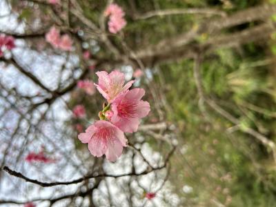たいせい (30) 沖縄 萬天堂 / 出張性感マッサージ