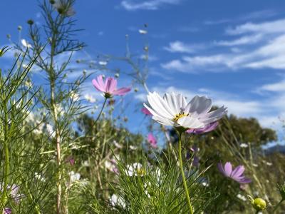詩音 (40) 大阪 萬天堂 / 出張性感マッサージ