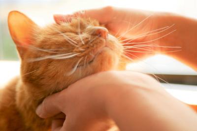 MIYABI (40) 信州 萬天堂 / 出張性感マッサージ