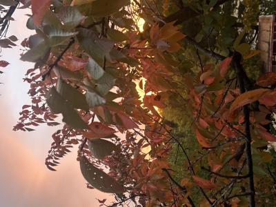 レイン (29) 大阪 萬天堂 / 出張性感マッサージ