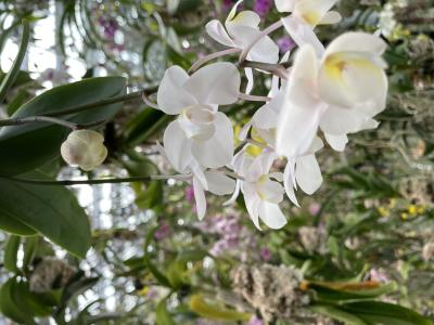 たつき (30) 千葉 萬天堂 / 出張性感マッサージ