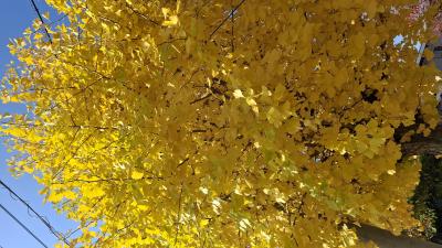 はじめ (52) 水戸 萬天堂 / 出張性感マッサージ