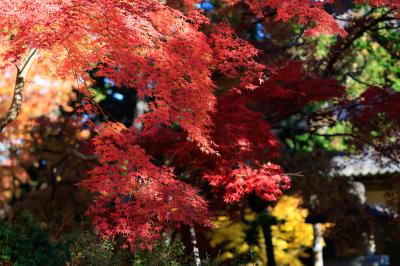 観音 (59) 新潟 萬天堂 / 出張性感マッサージ