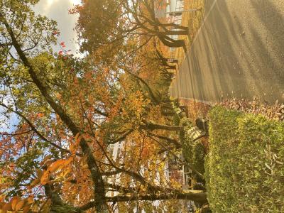 まお (27) 広島 萬天堂 / 出張性感マッサージ