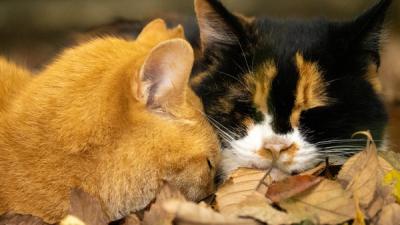 MIYABI (40) 信州 萬天堂 / 出張性感マッサージ