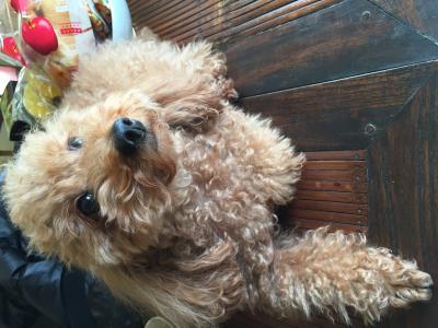 友 (29) 京都 萬天堂 / 出張性感マッサージ