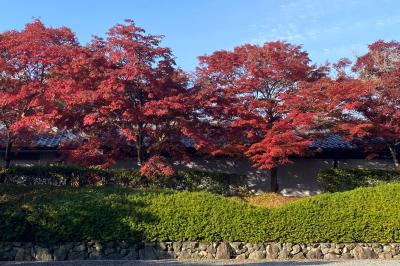 つかさ (31) 京都 萬天堂 / 出張性感マッサージ