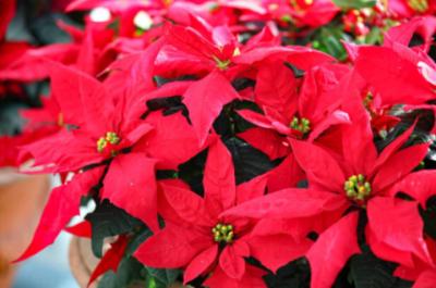 かおる (37) 広島 萬天堂 / 出張性感マッサージ