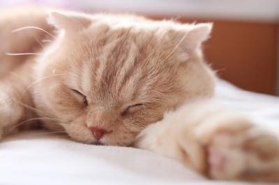 Natsu (27) 岡山 萬天堂 / 出張性感マッサージ