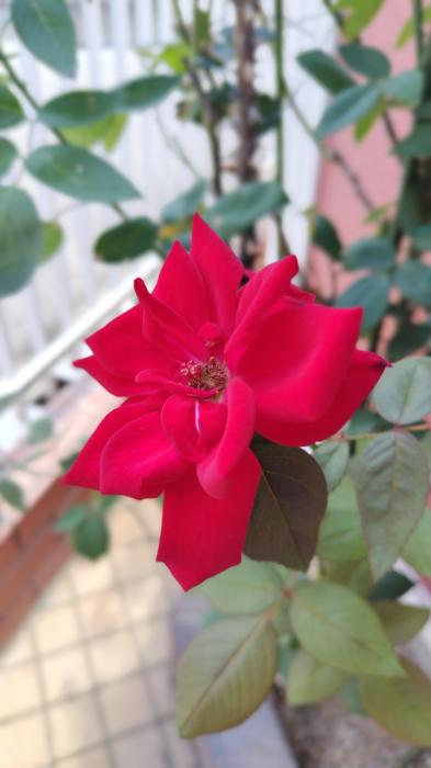 そっと寄り添うぬくもりを みちる (43) 大阪府（出張性感マッサージ