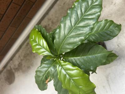 聖人 (24) 仙台 萬天堂 / 出張性感マッサージ