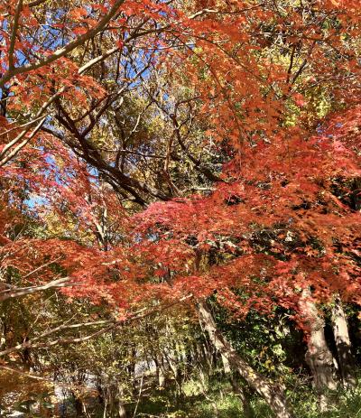 梨央 (30) 浜松 萬天堂 / 出張性感マッサージ