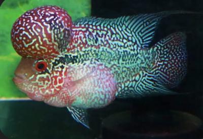 然 (41) 千葉 萬天堂 / 出張性感マッサージ