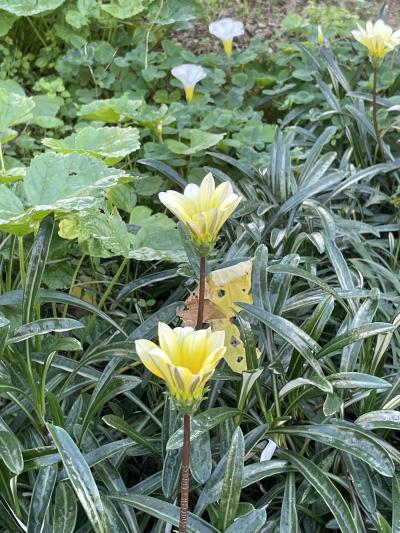 静 (60) 名古屋 萬天堂 / 出張性感マッサージ