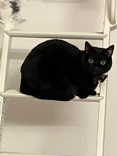 伊月 (43) 新潟 萬天堂 / 出張性感マッサージ