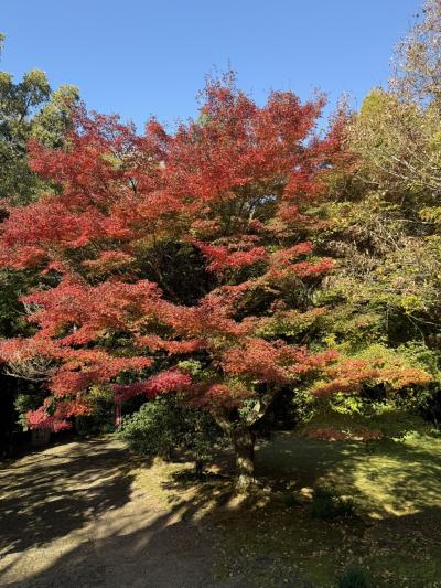 葵 (40) 高松 萬天堂 / 出張性感マッサージ