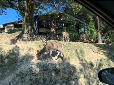 玲哉 (42) 名古屋 萬天堂 / 出張性感マッサージ