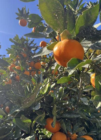 三日月 (32) 大阪 萬天堂 / 出張性感マッサージ