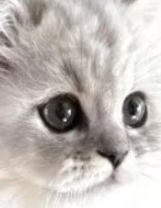 優策 (31) 京都 萬天堂 / 出張性感マッサージ