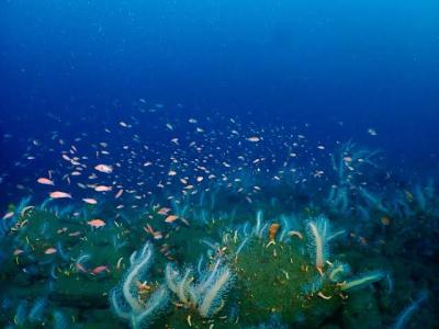 恭介 (49) 京都 萬天堂 / 出張性感マッサージ