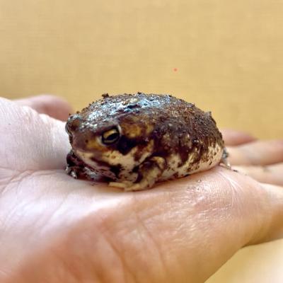 イチマル (39) つくば 萬天堂 / 出張性感マッサージ