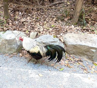 春 (37) 名古屋 萬天堂 / 出張性感マッサージ