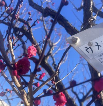 亜呂 (49) 水戸 萬天堂 / 出張性感マッサージ