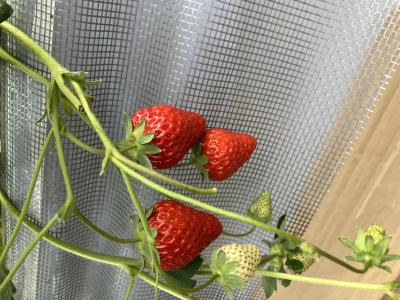 Ray (39) 横浜 萬天堂 / 出張性感マッサージ