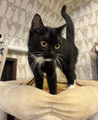 玲哉 (42) 名古屋 萬天堂 / 出張性感マッサージ